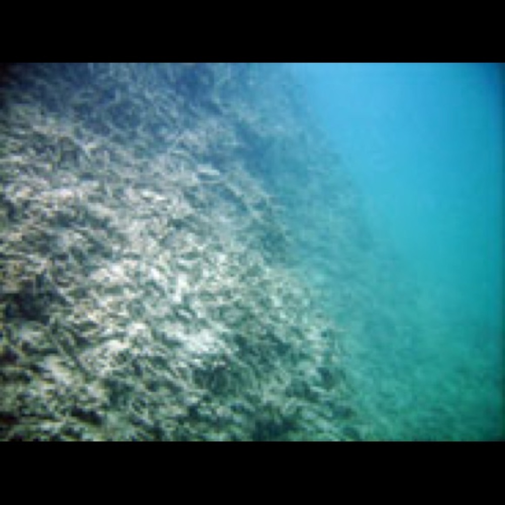 Meet your Posher, Bree